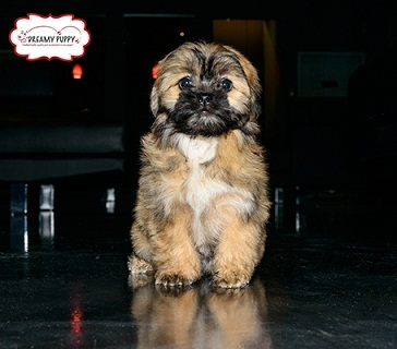 Dreamy Puppy Fredericksburg